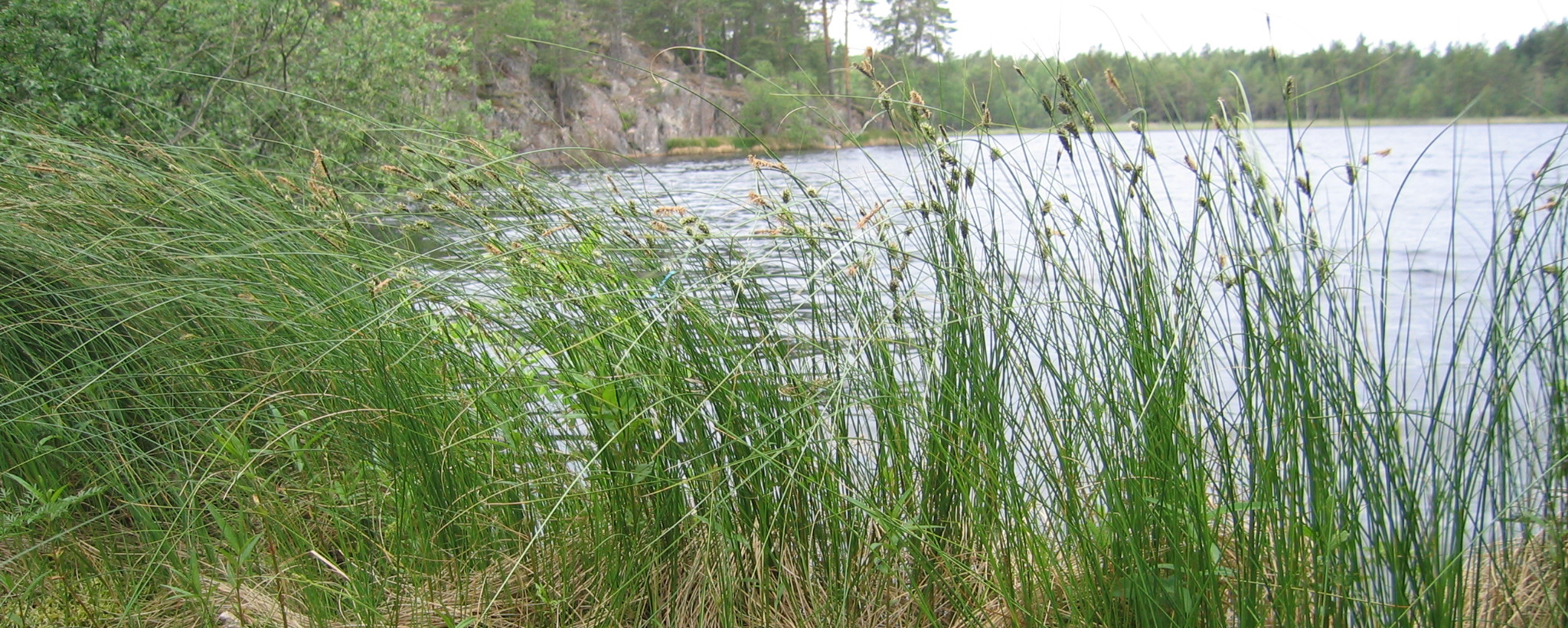 Högt gräs vid vattnet